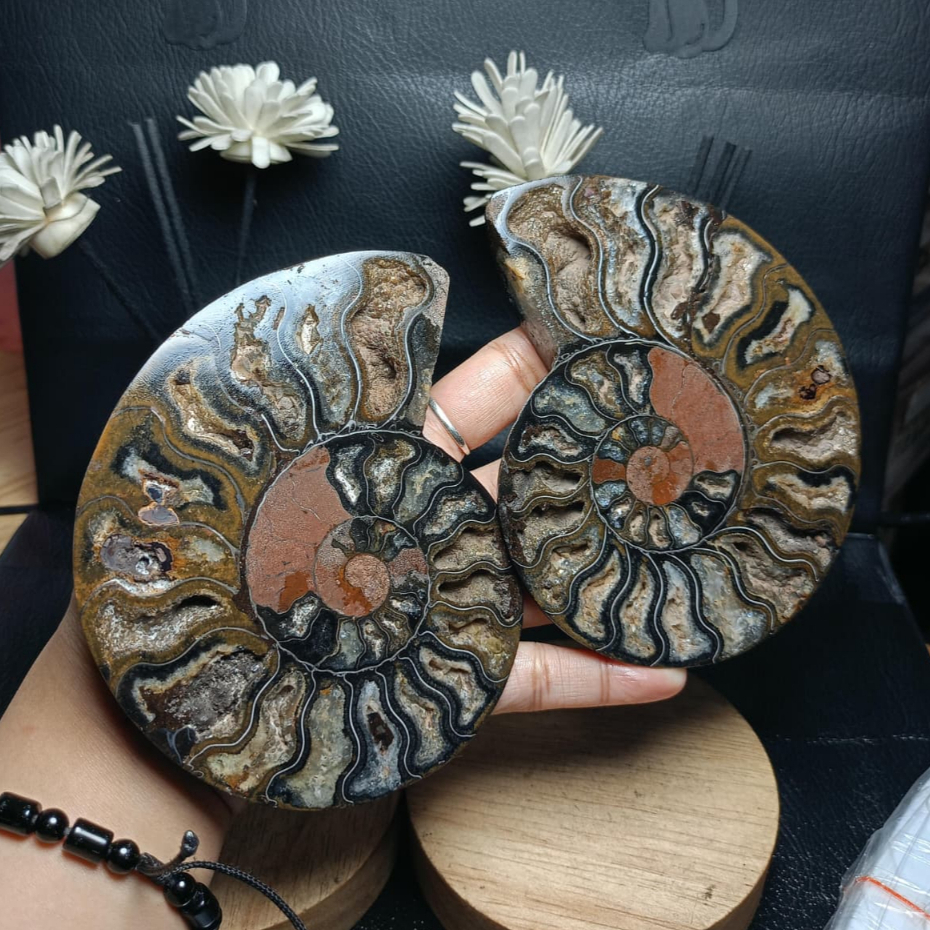 Batu Natural Fossil Keong Black_Ammonite Sepasang (1)