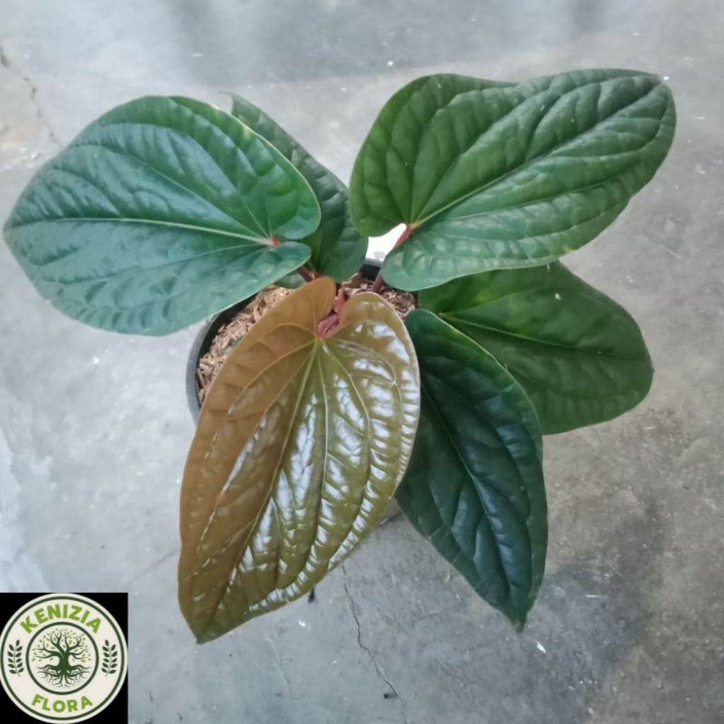 TANAMAN HIAS ANTHURIUM SIRIH//BIBIT ANTHURIUM SIRIH