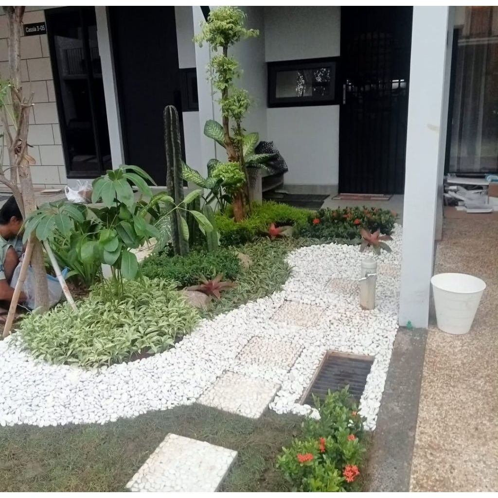 pembuatan taman basah/bonsai anting Putri Pule kecil taman kecil batu belondos Batu coral injekan ta