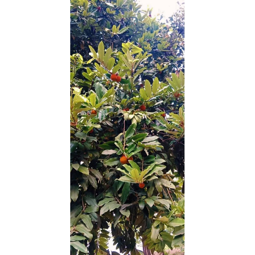 TANAMAN POHON BISBUL/MENTEGA KRISNA