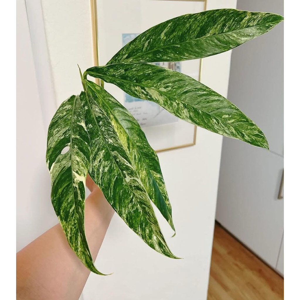 Rhapidofora megasperma varigata