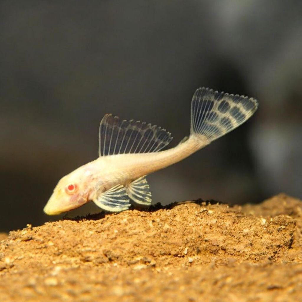 Gibicep Pleco L083 / Gibicep 5-7 cm