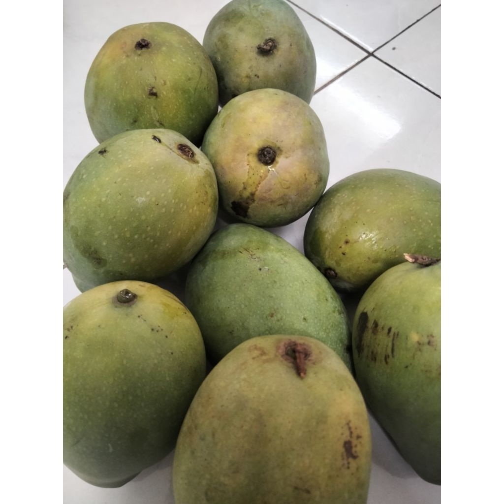 mangga_gadung