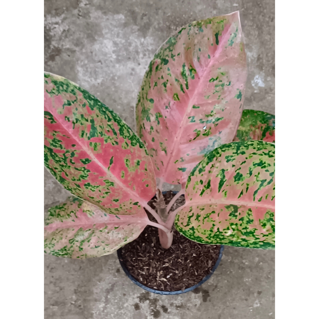 AGLAONEMA "BIG ROY"