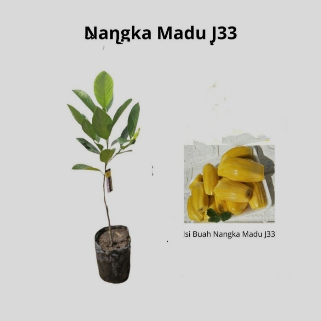 bibit nangka j33 okulasi.bibit nangka j33 tinggi 1meter
