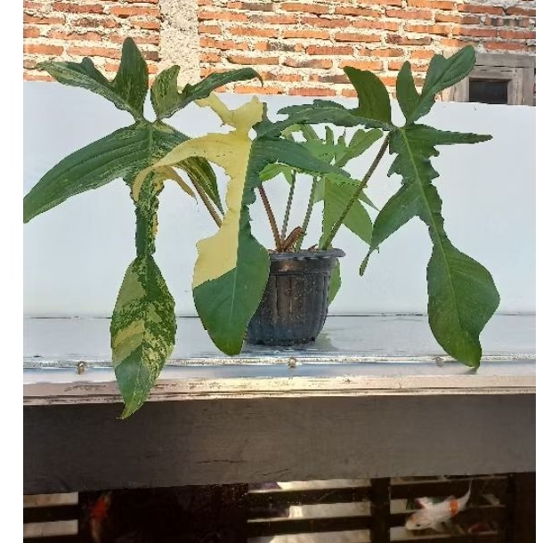 Florida Beauty (Flobe)