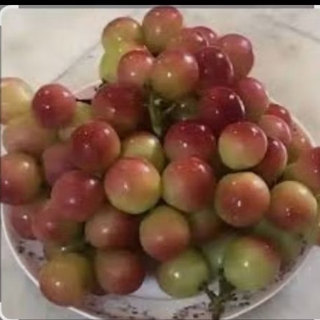 anggur rootstok atau anggur meja iac 572