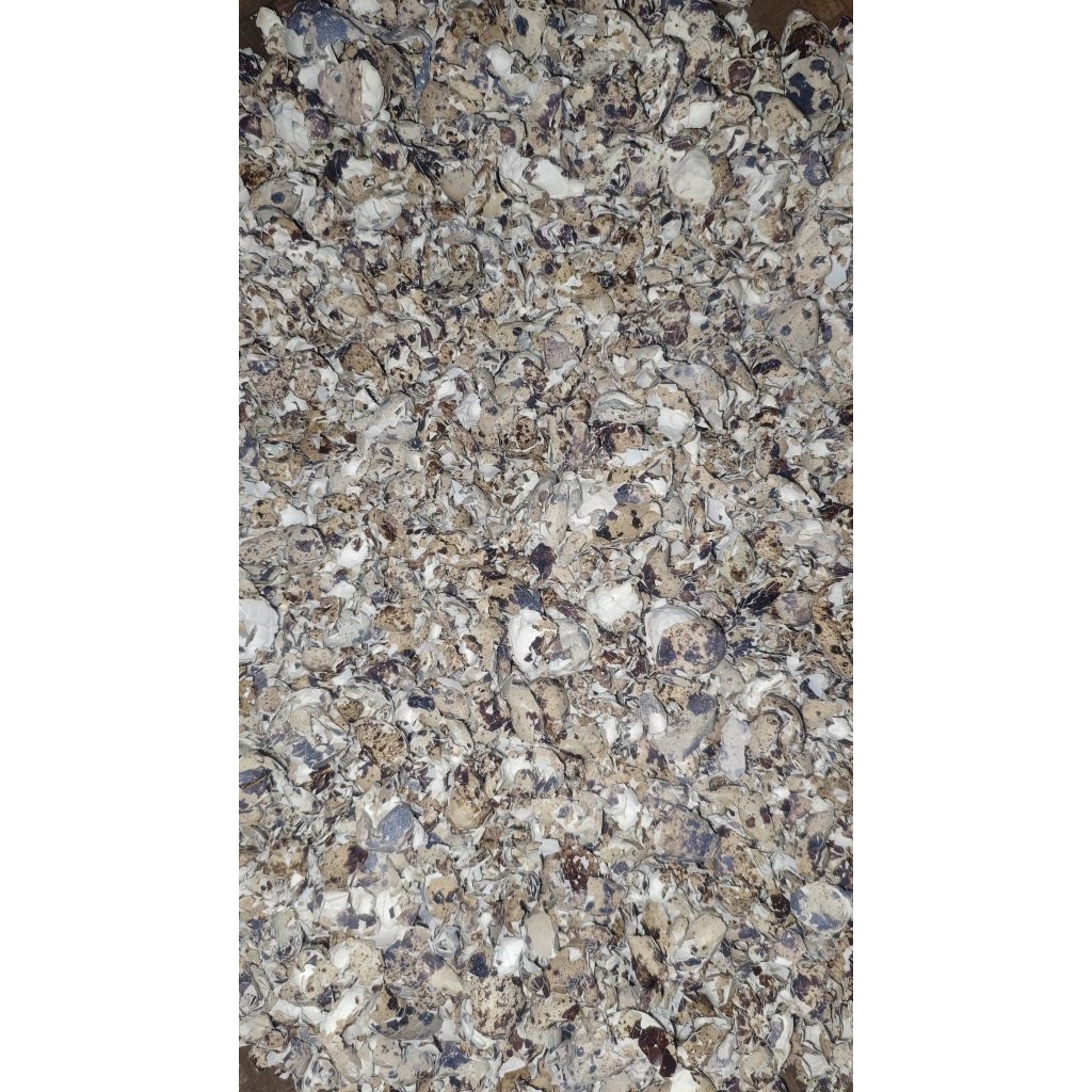 cangkang telur puyuh kering super 1kg