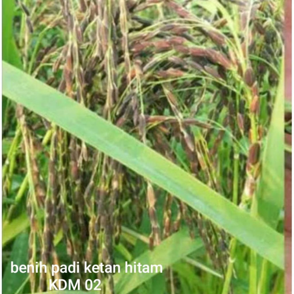BENIH PADI BIBIT PADI KETAN HITAM KEMASAN 1KG BIBIT PADI UNGGUL GENJAH