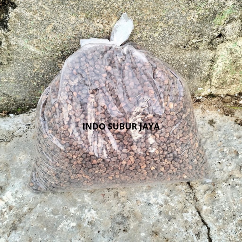 Benih Kangkung Curah 1 KG