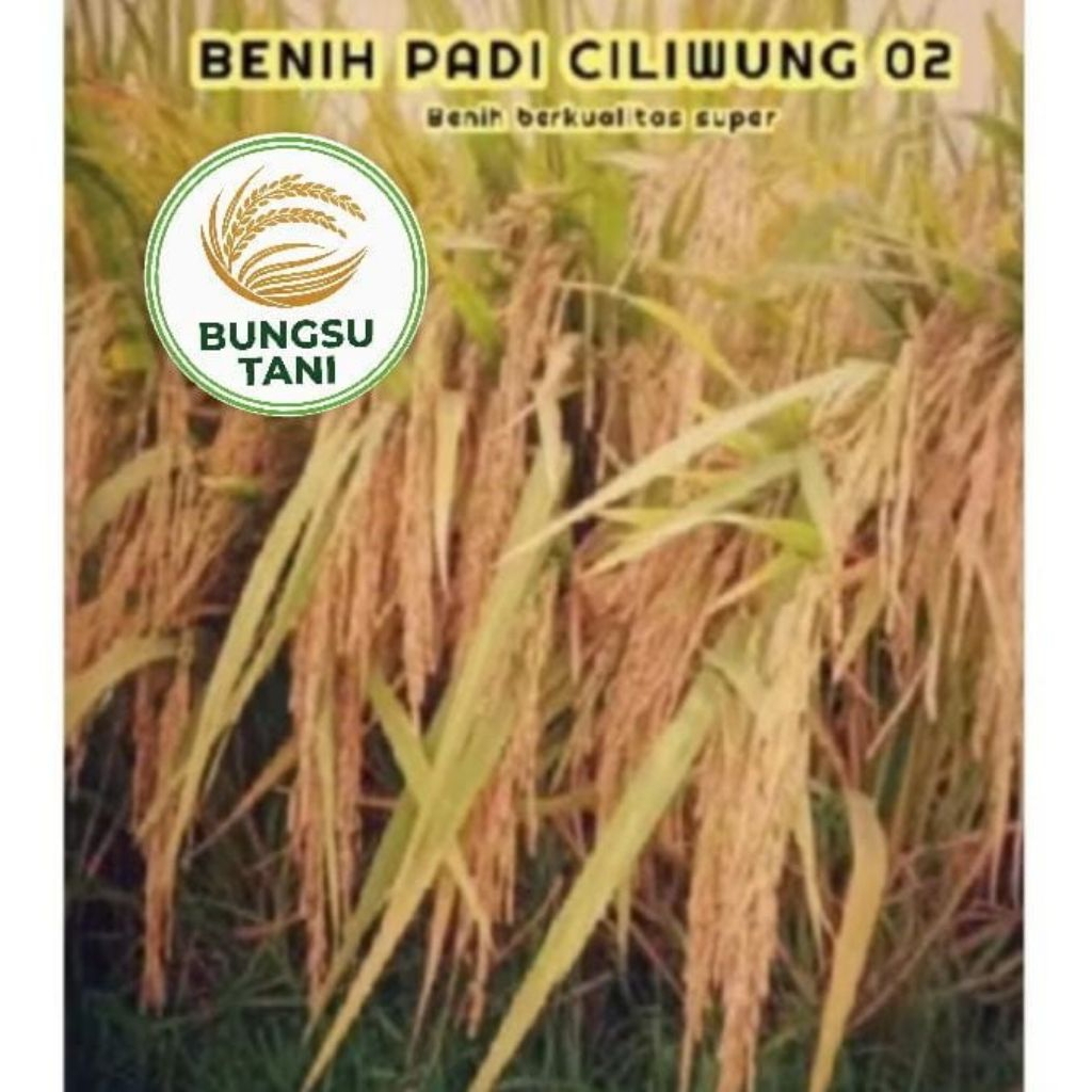 BENIH PADI CILIWUNG UNGGUL BERKUALITASSUPER JUMBO PER 1KG