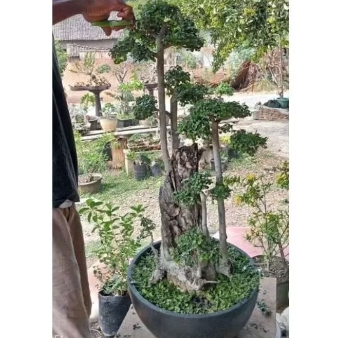 Bonsai Serut Raf/Groping 50cm Sampai 1Meter