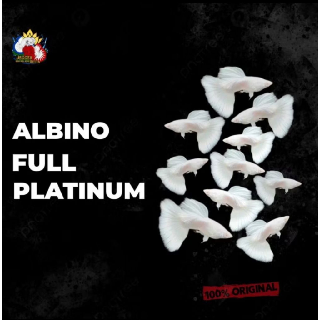 Stiker Guppy AFP Albino full platinum