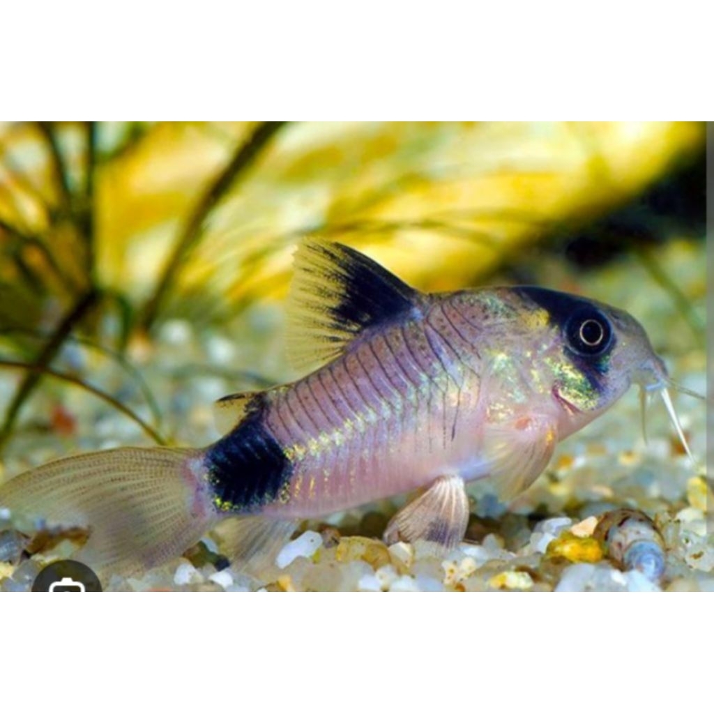 TERLARIS, Corydoras ikan hias pemakan lumut/kotoran aquarium aquascape