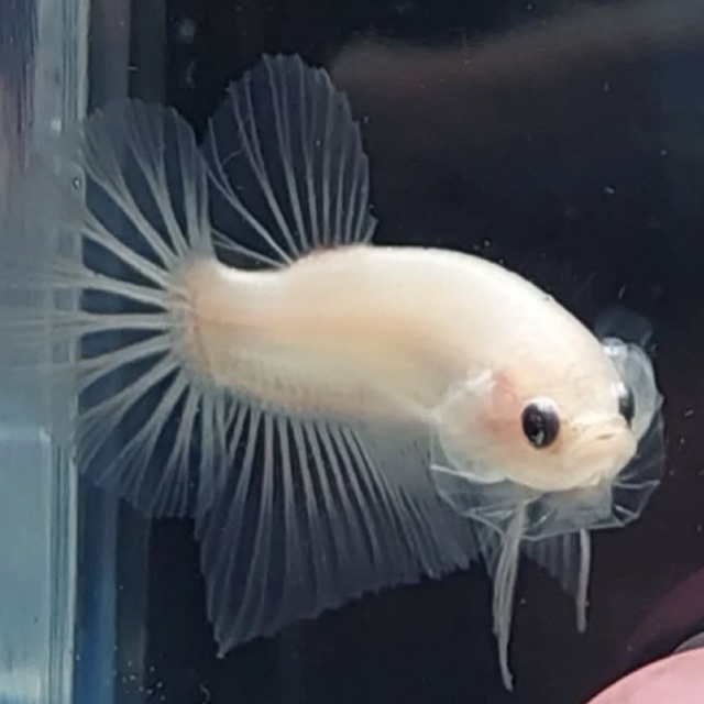 cello cupang |Hiasana aquarium | Cupang bagus