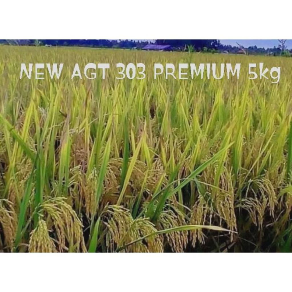 BIBIT PADI UNGGUL PADI AGT 303 5kg