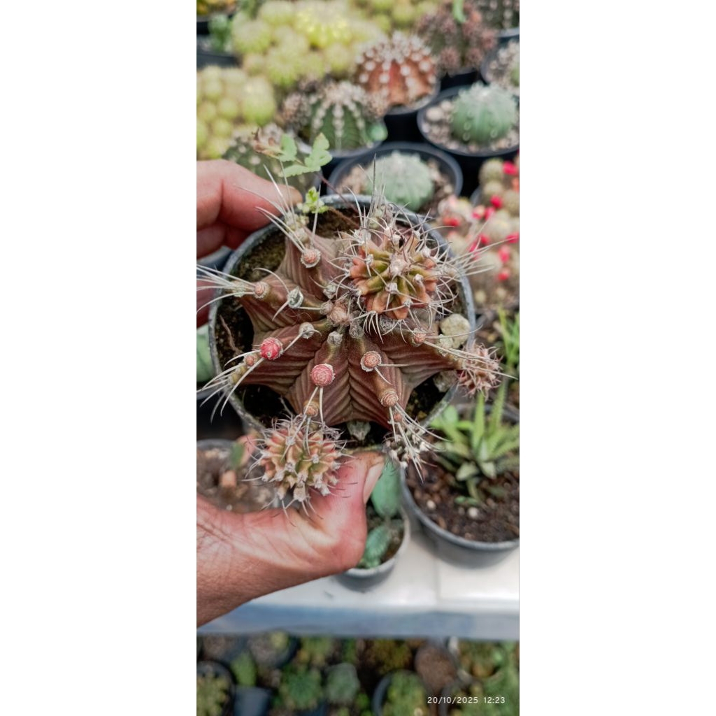 Kaktus Gymno (indukan)