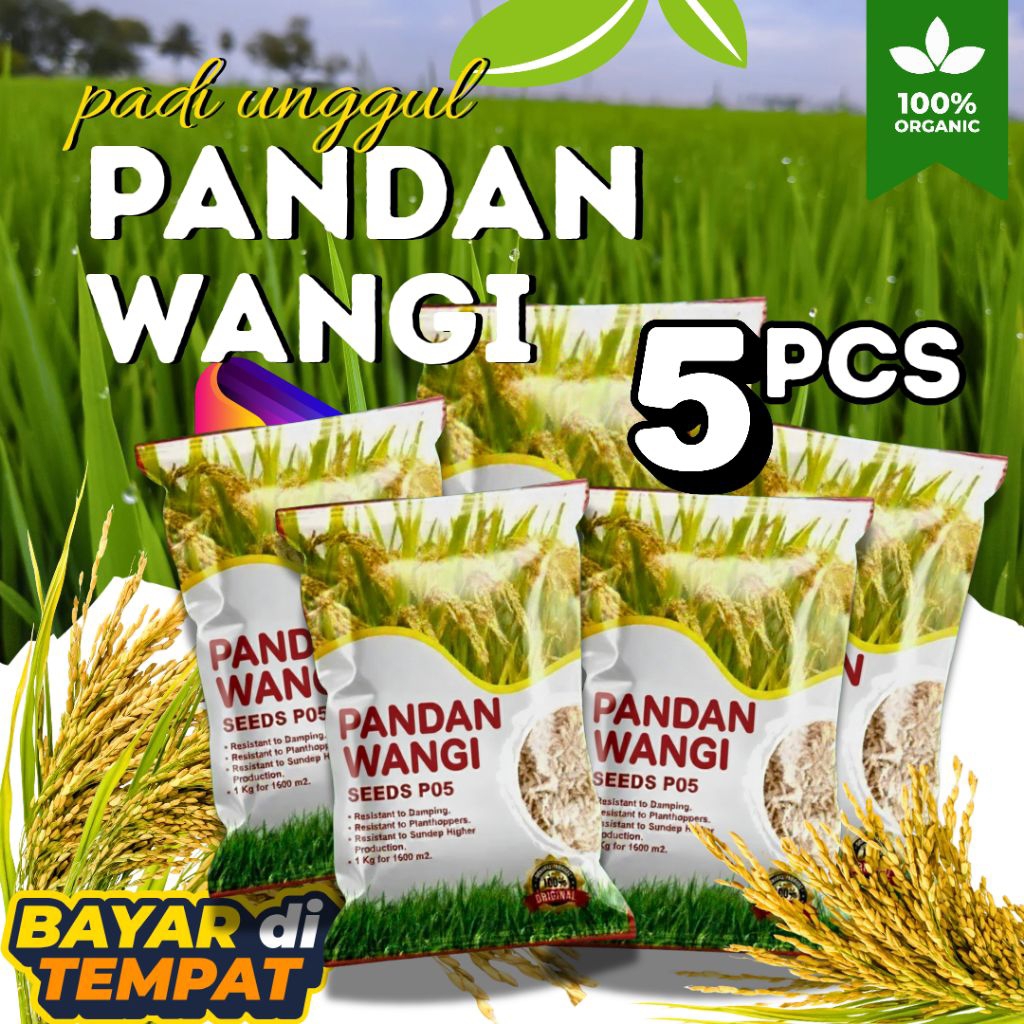 Benih padi unggul pandan wangi asli 5kg