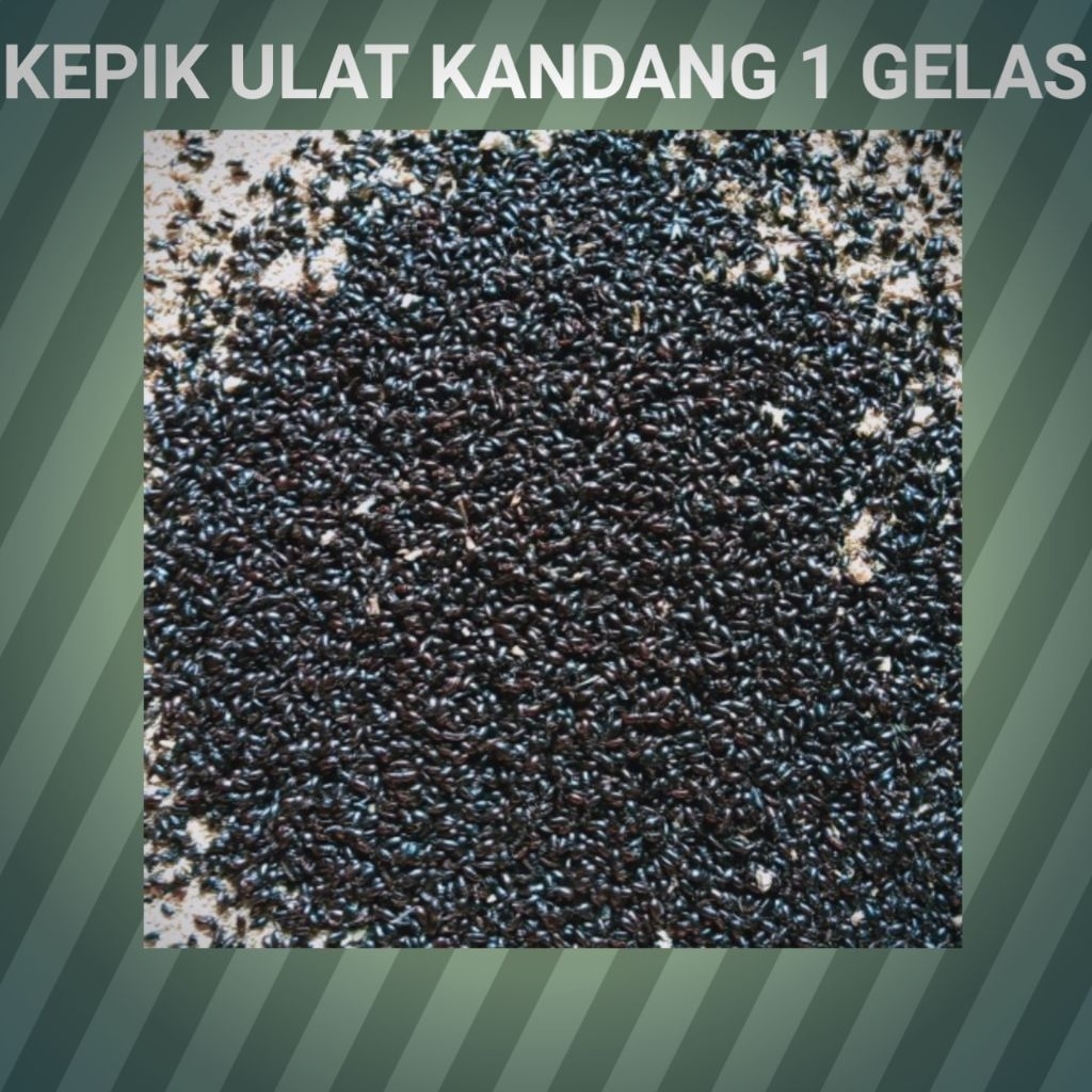 kepik ulat kandang beli 3 gratis setengah