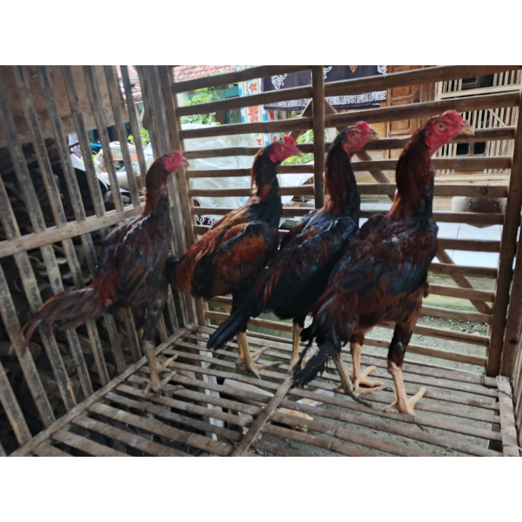 beo bangkok bk x mangon