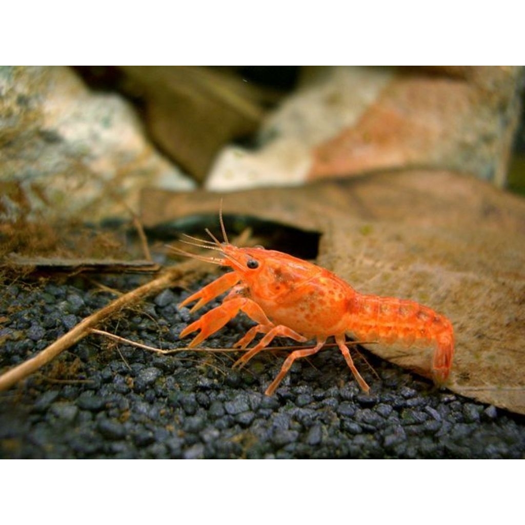 HIASAN-udang lobster/clarky crayfish/lobster warna warni