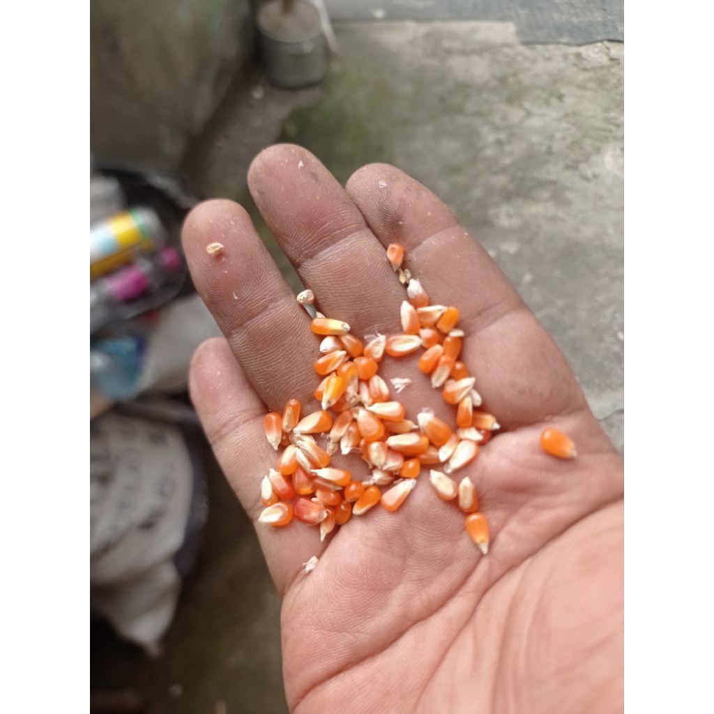 jagung merpati kristal super dan biji timun