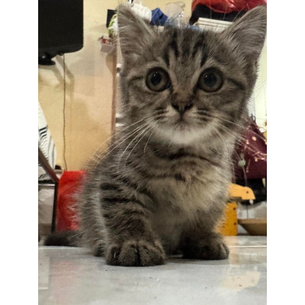 Mainan Kucing Munchkin BSH, Munchkin Persia, Persia