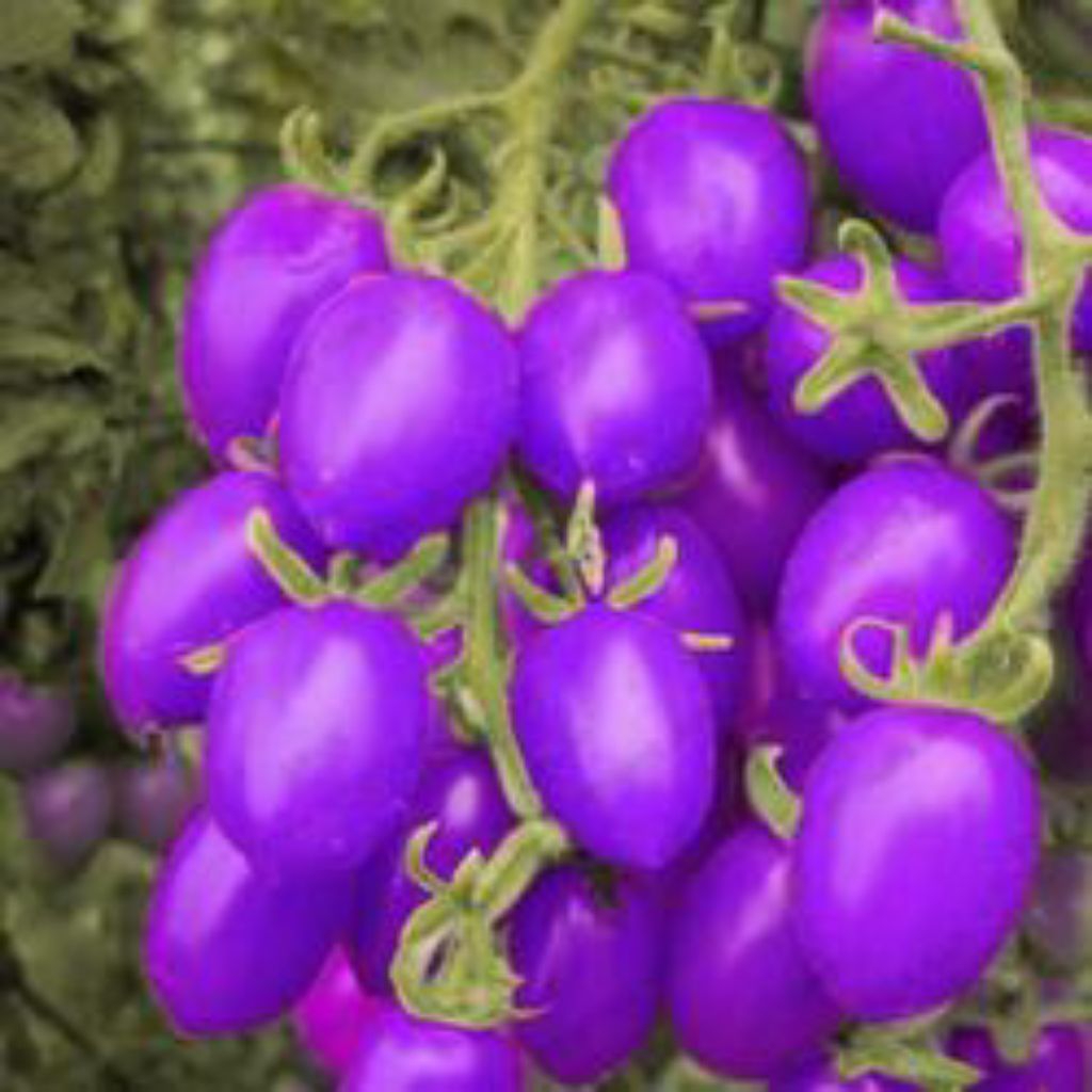 10 Benih Tomat Ungu Cherry Bibit Benih Biji Tomat Cherry Ungu