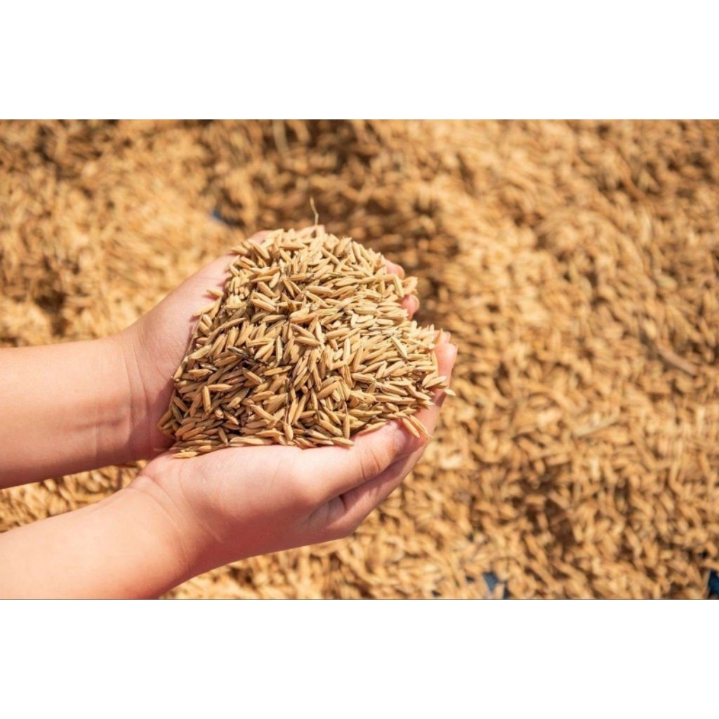 GABAH KERING HASIL PANEN