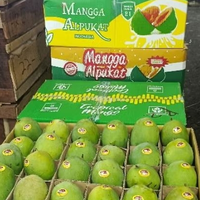MANGGA ALPUKAT 1 DUS