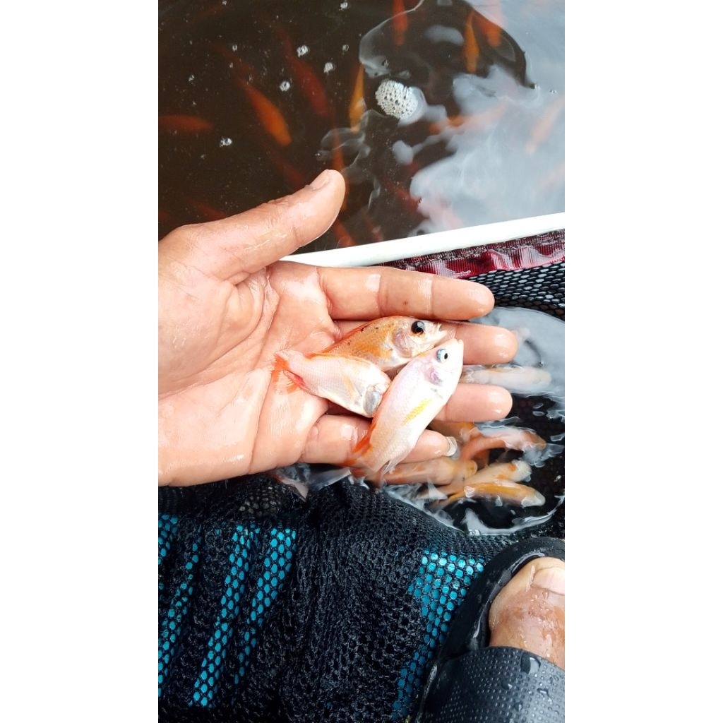 bibit ikan nila bangkok monosex