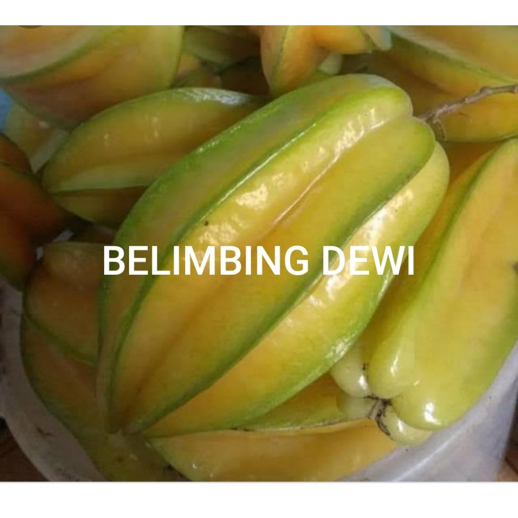 BUAH BELIMBING MADU / BELIMBING DEWI FRESH 1 KG