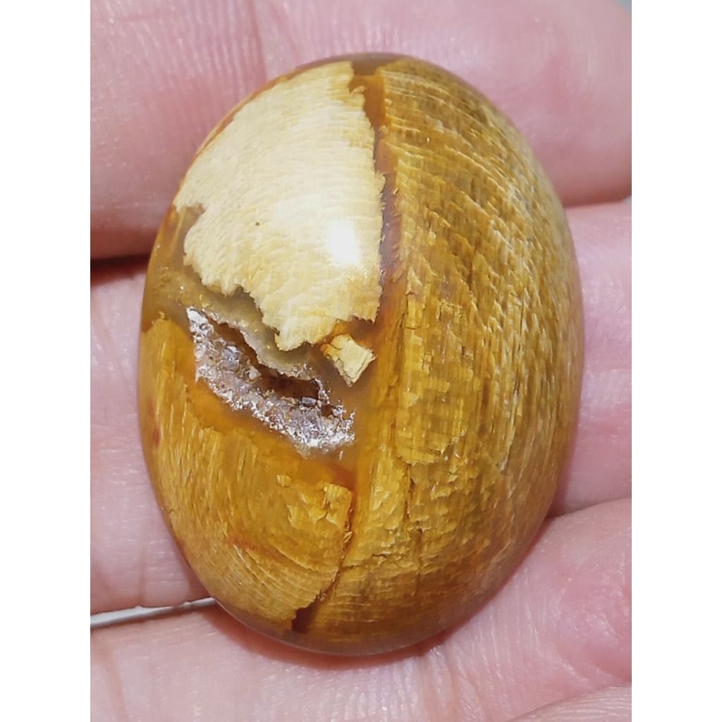 Batu Fosill Kelor Emas Kendit Combong Buntet