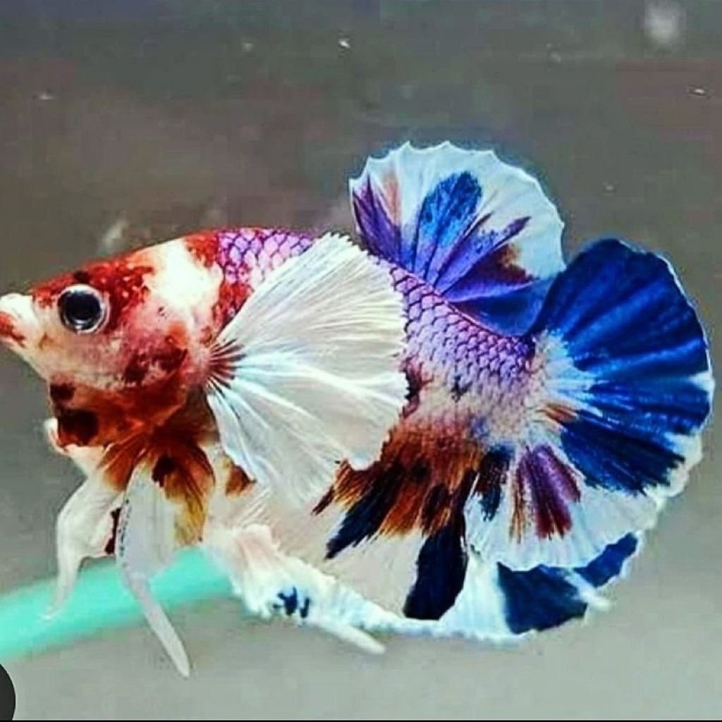 Ikan Cupang DUMBO EAR multicolor