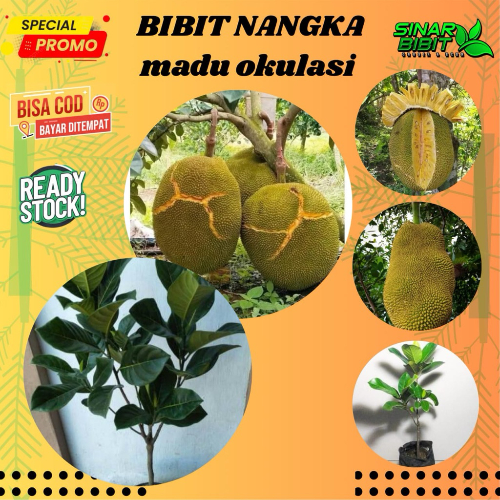 bibit nangka madu cepat' berbuah