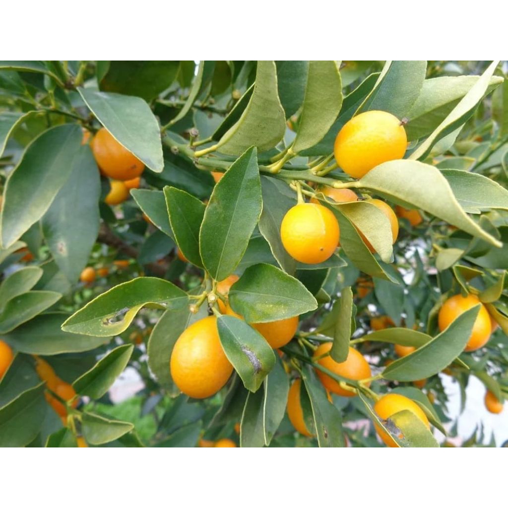 bibit jeruk tongheng super manis bisa di makan dengan kulitnya