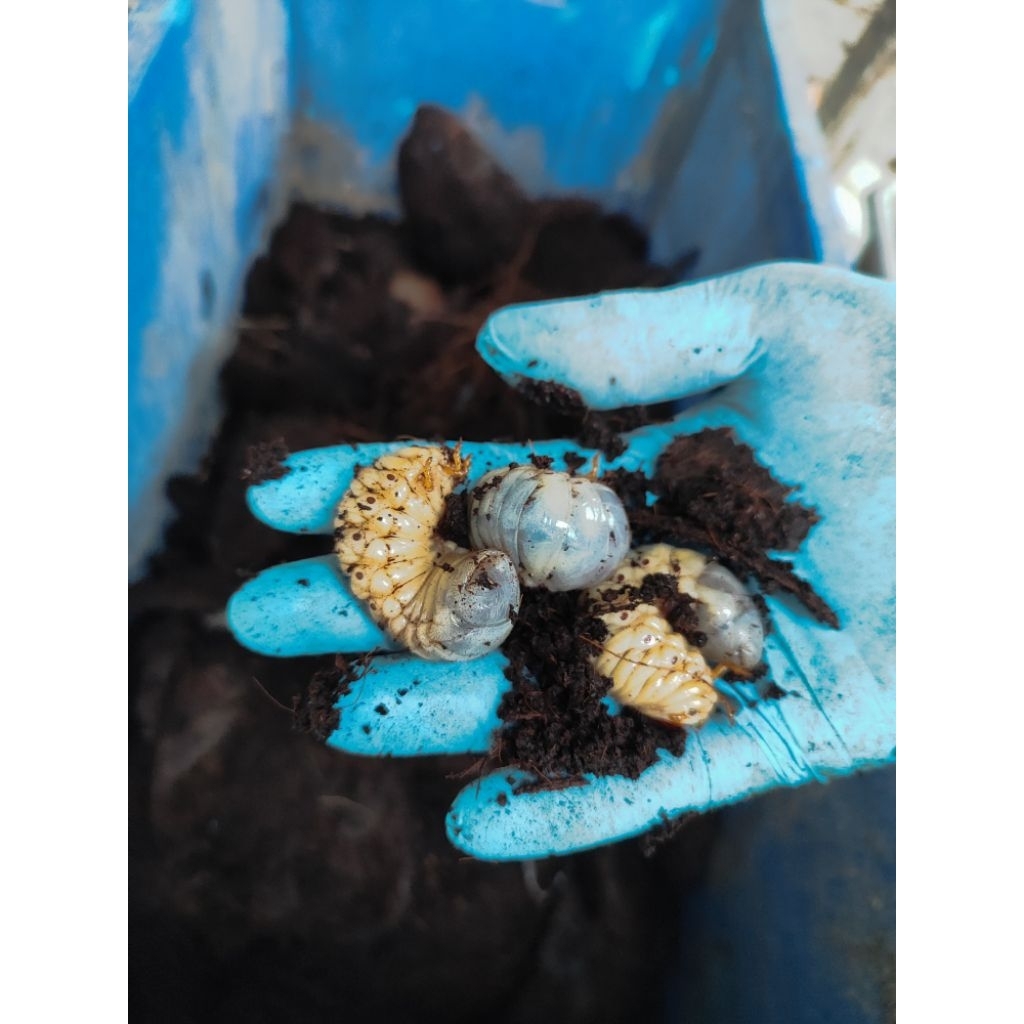 Larva Kumbang Tanduk