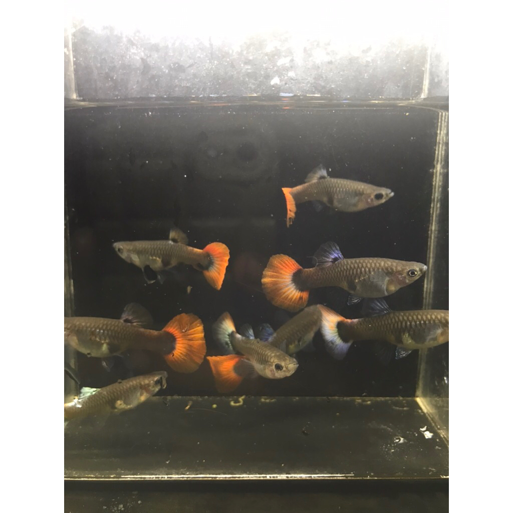 gantungan kunci guppy PRTDE betina