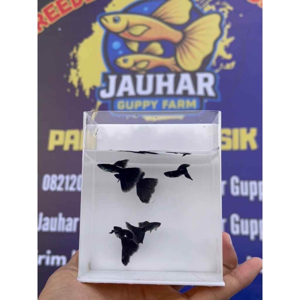 ikan guppy black moscow