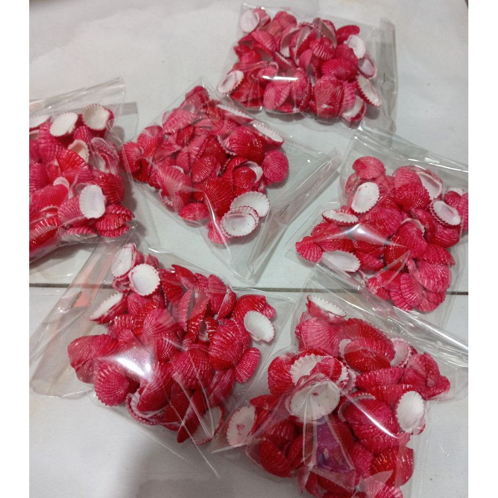 cangkang kerang dara merah untuk kerajinan