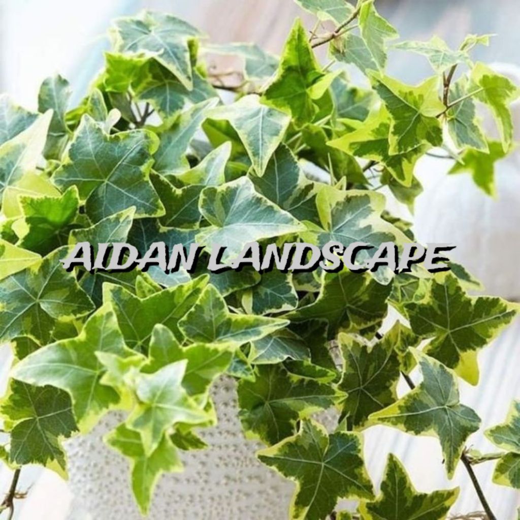 Tanaman Hias ivy varigata/ivy english Varigata Tanaman menjuntau ready