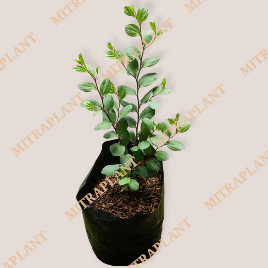 Bibit Pohon Bidara Arab - Tanaman Bidara Arab Asli - Daun Bidara Arab(Sidr)