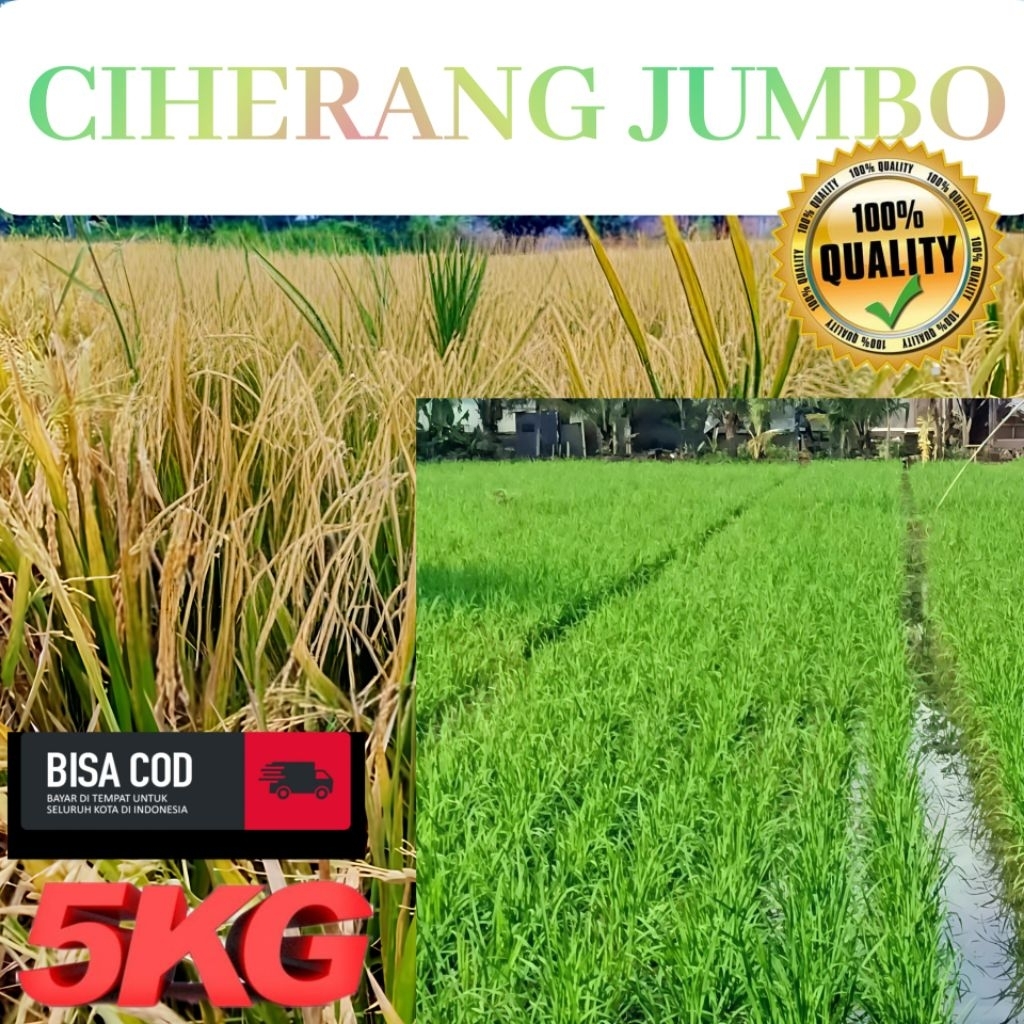 Bibit benih padi Ciherang jumbo berkualitas unggul kemasan 5 kg