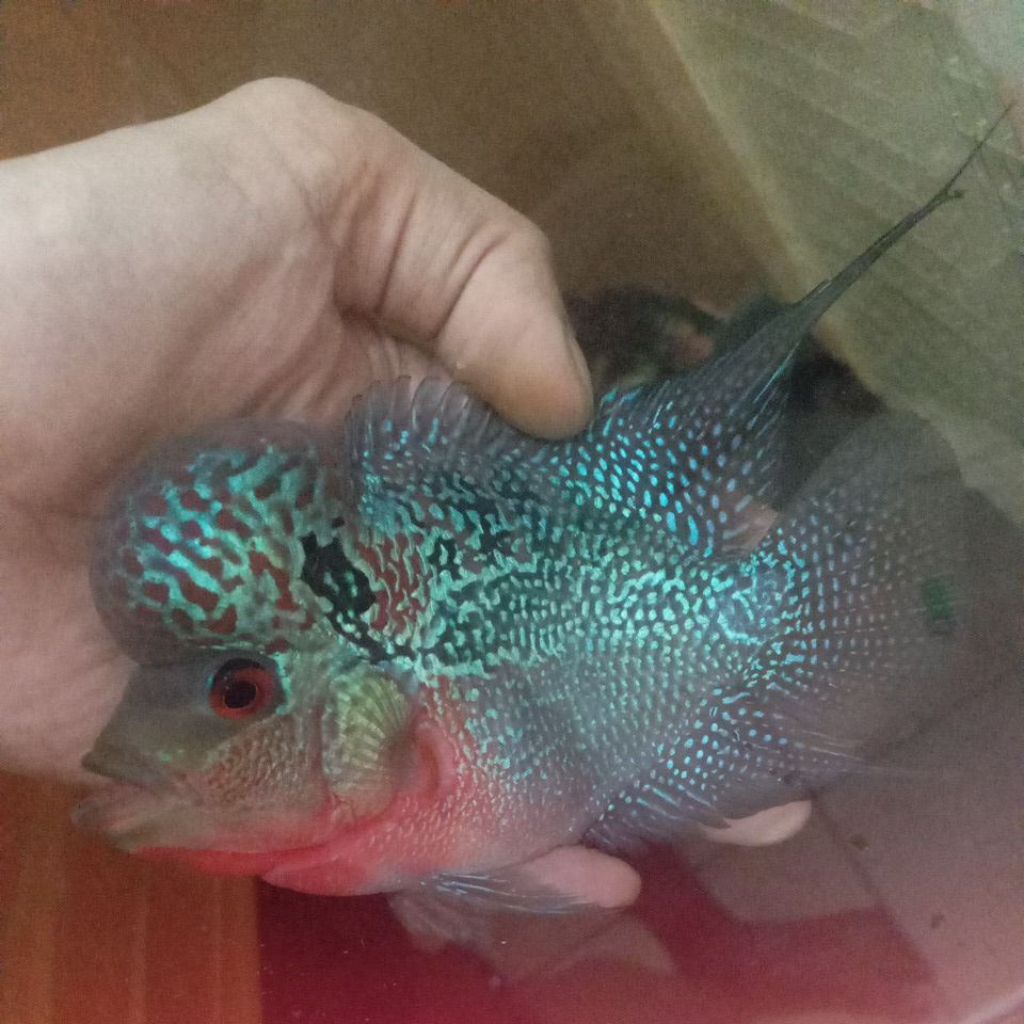 louhan SRM gen ORI Thailand marking ajib