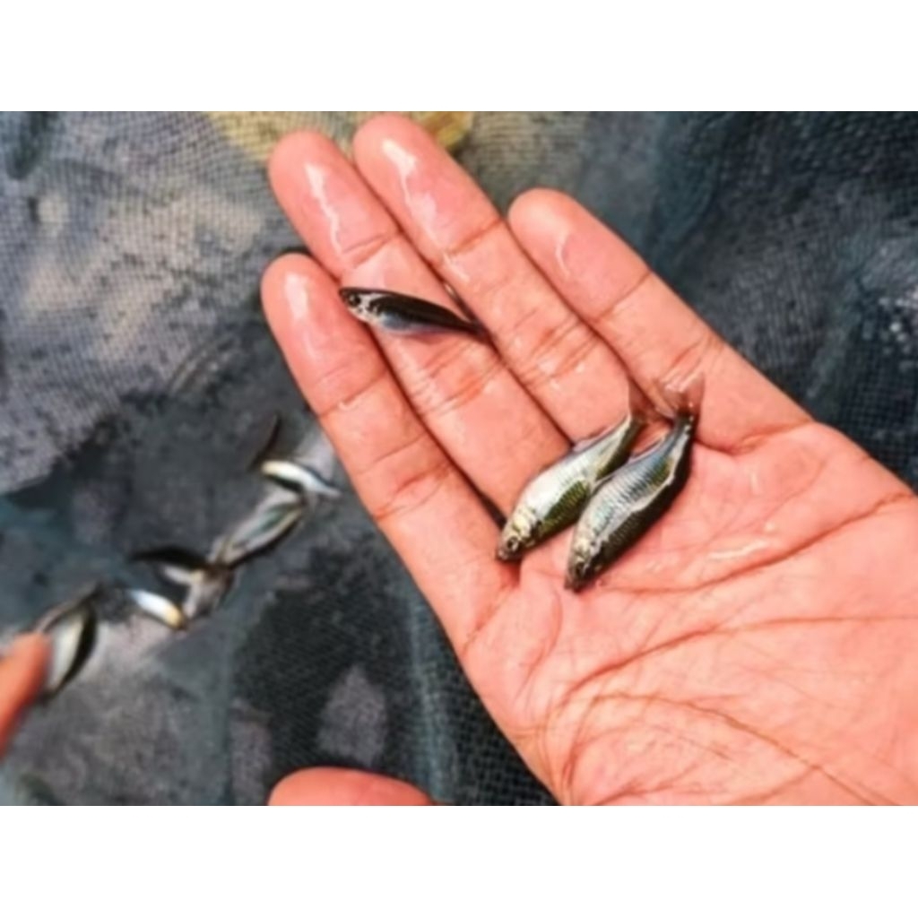 rainbow boesemani / bosemani rainbow fish aquascape | ikan pembersih hiasan aquarium