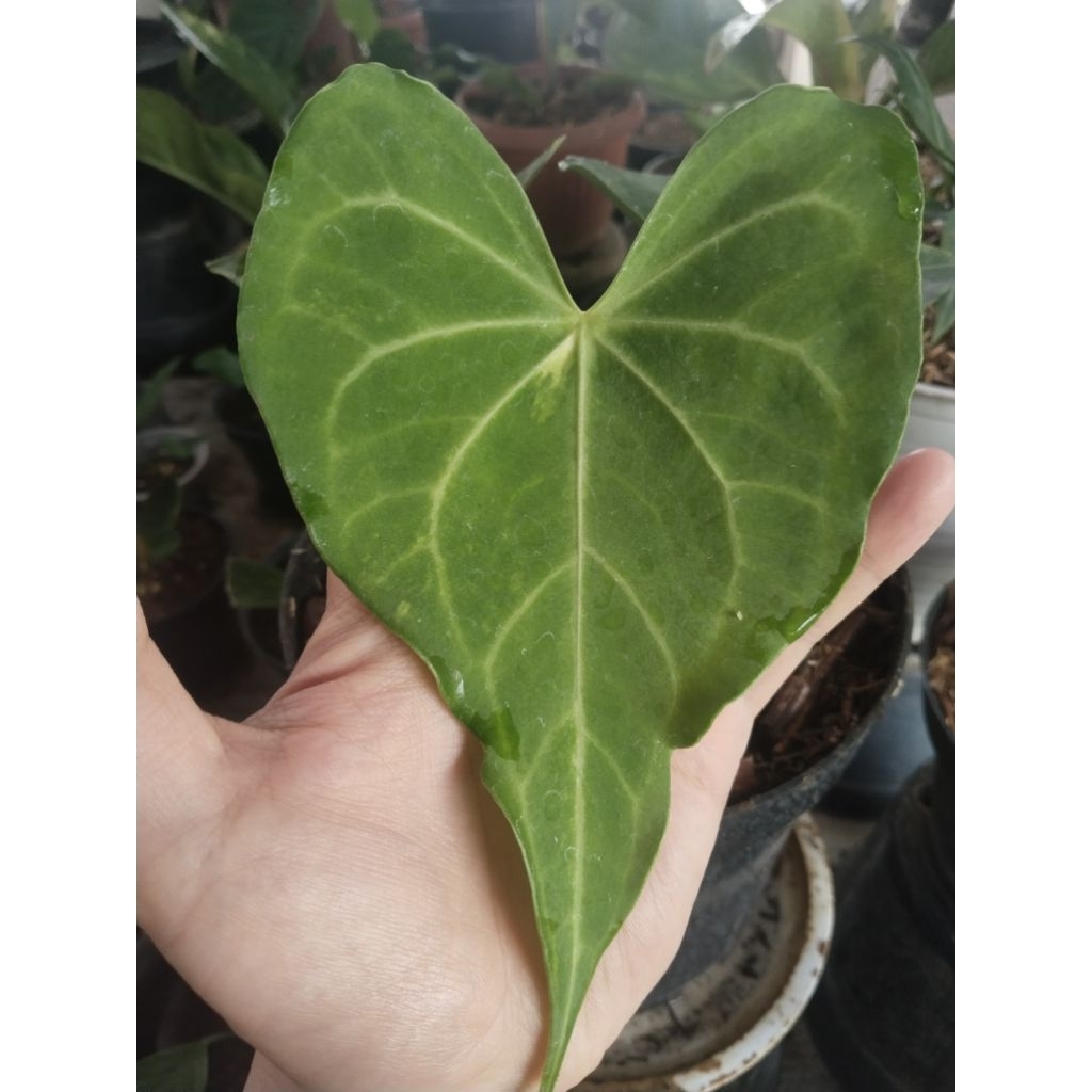 anthurium king clarinervium varigata ( hybrid )