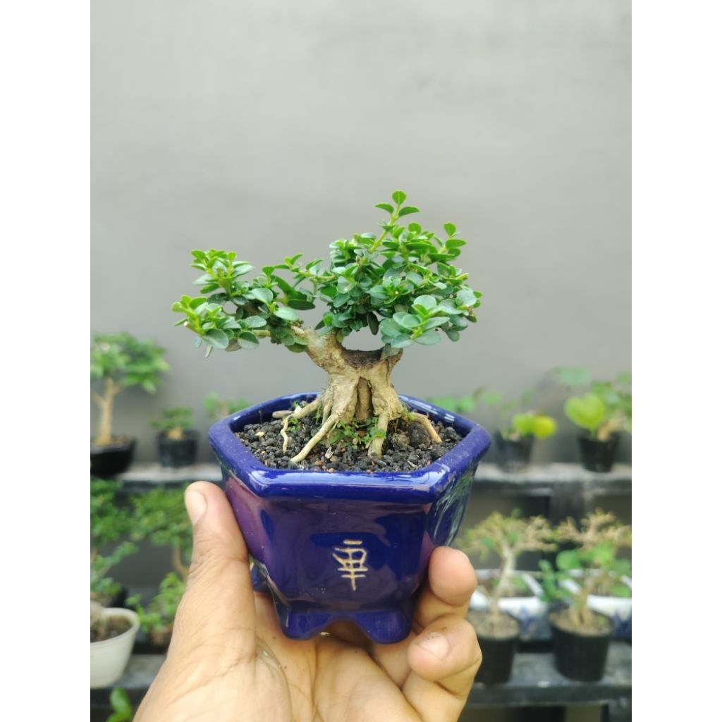 bonsai hidup