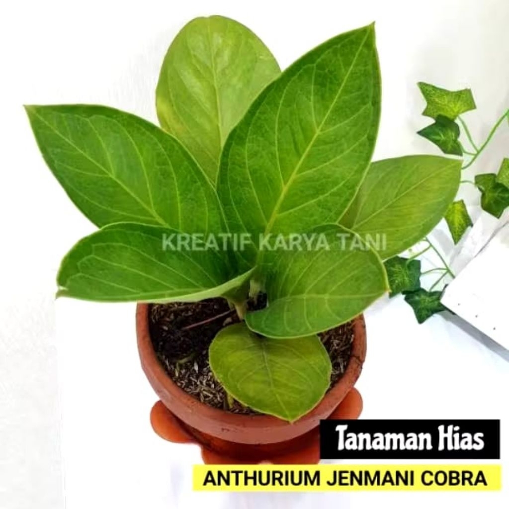 Anthurium Jemani Cobra - Anturium Jemani Kobra