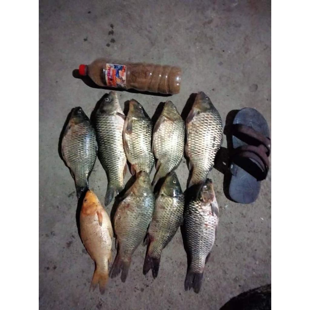 pelet sangrai terminator