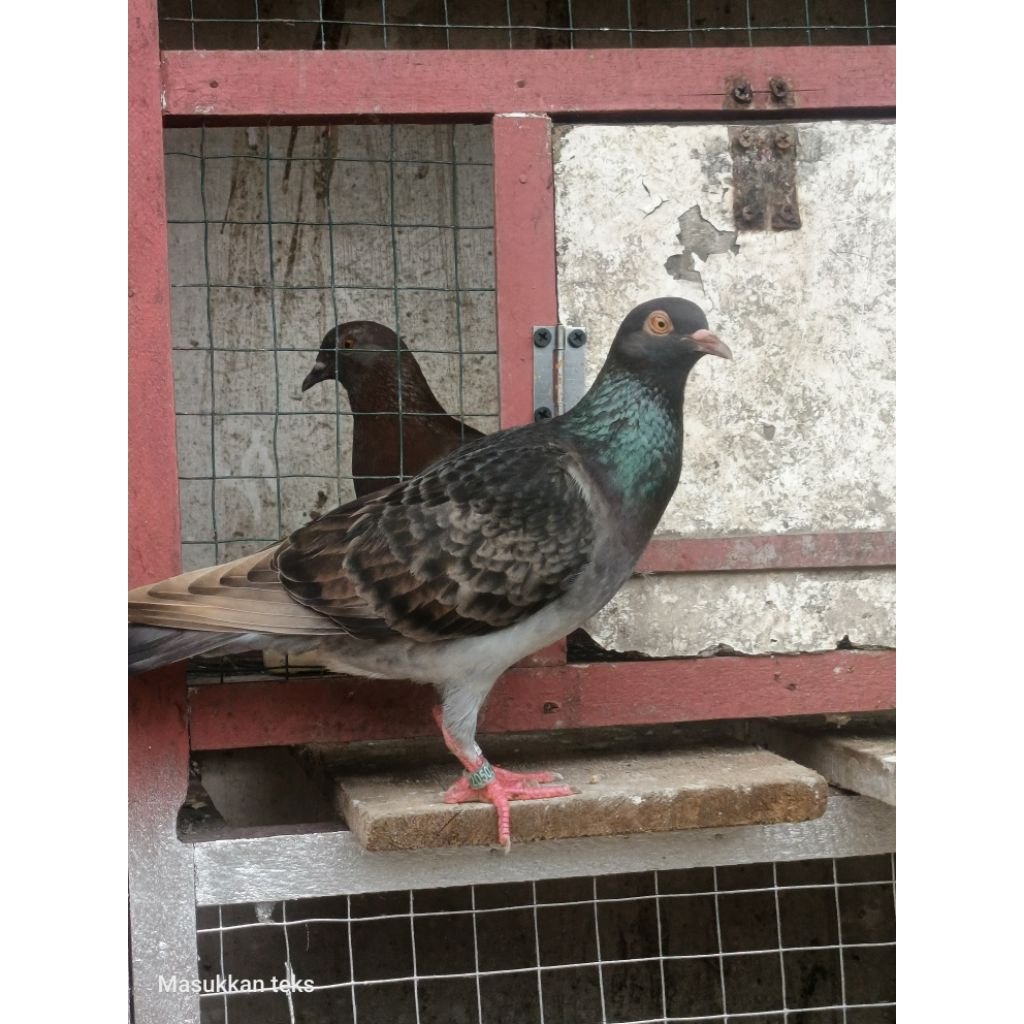 burung merpati balap betina siap jodoh